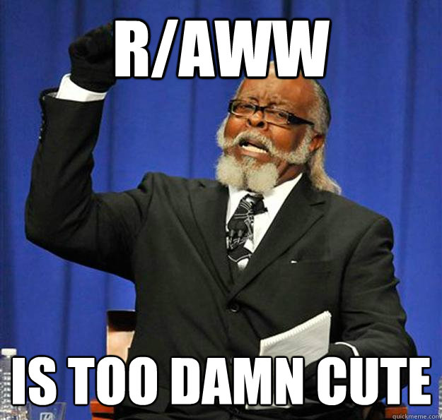 r/aww is too damn cute - r/aww is too damn cute  Jimmy McMillan