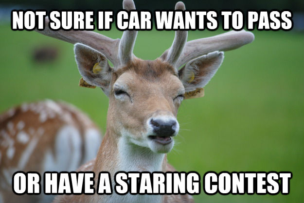 NOT SURE IF CAR WANTS TO PASS OR HAVE A STARING CONTEST - NOT SURE IF CAR WANTS TO PASS OR HAVE A STARING CONTEST  Deer Fry