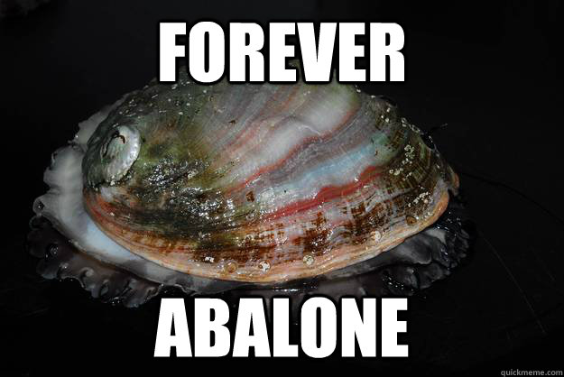 FOREVER ABALONE - FOREVER ABALONE  Forever Abalone