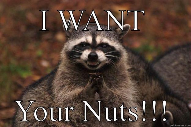 I WANT YOUR NUTS!!! Evil Plotting Raccoon