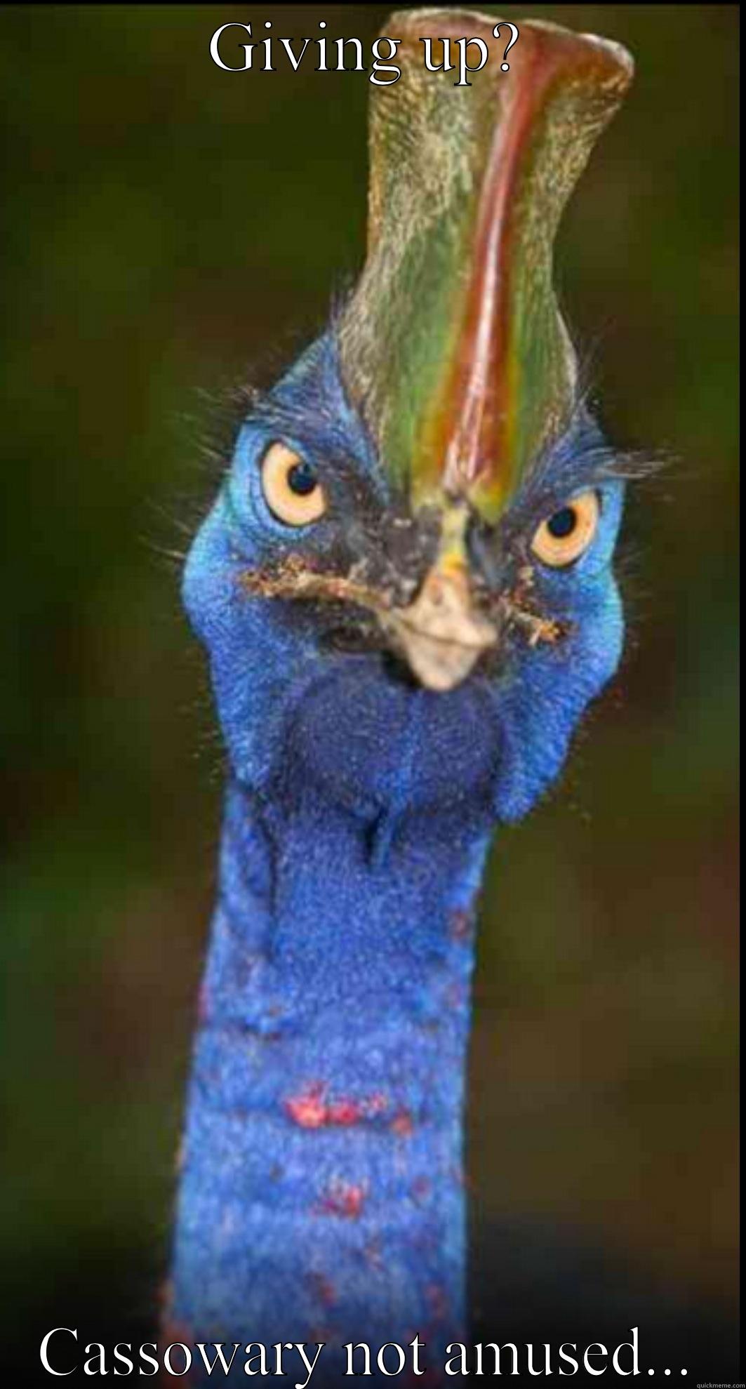 Cassowary give up - GIVING UP? CASSOWARY NOT AMUSED... Misc