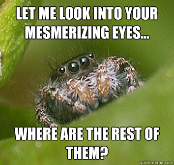 Let me look into your mesmerizing eyes... Where are the rest of them?  Misunderstood Spider