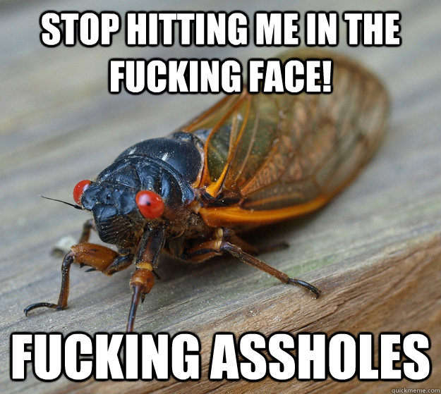 STOP HITTING ME IN THE FUCKING FACE! fucking assholes  Scumbag Cicada