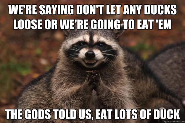 we're saying don't let any ducks loose or we're going to eat 'em the gods told us, eat lots of duck  Evil Plotting Raccoon