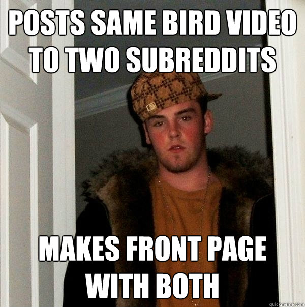 Posts same bird video to two subreddits makes front page with both  Scumbag Steve