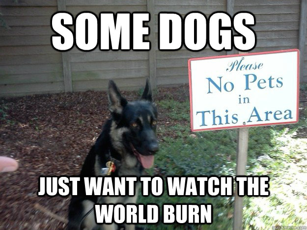 Some dogs just want to watch the world burn - Some dogs just want to watch the world burn  biscuits first meme