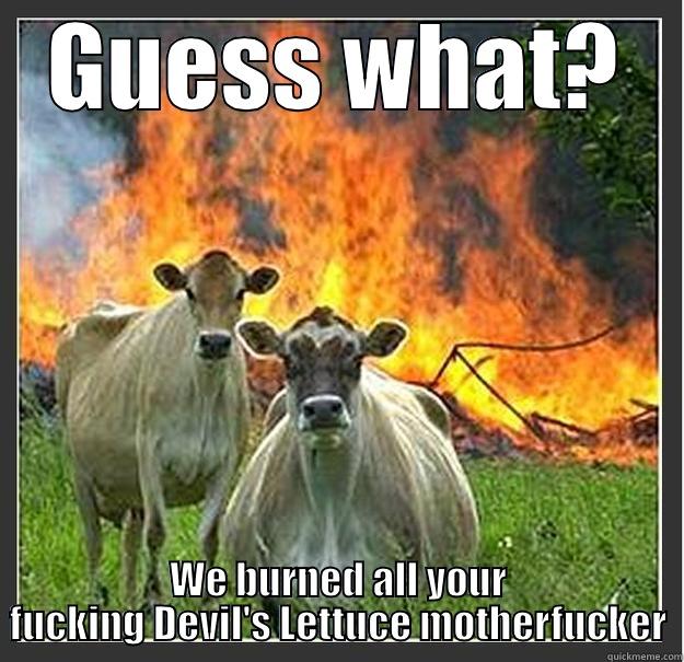 Cows' Devil's Lettuce - GUESS WHAT? WE BURNED ALL YOUR FUCKING DEVIL'S LETTUCE MOTHERFUCKER Evil cows