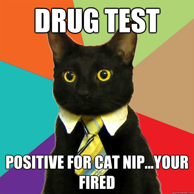 drug test positive for cat nip...your fired  Business Cat