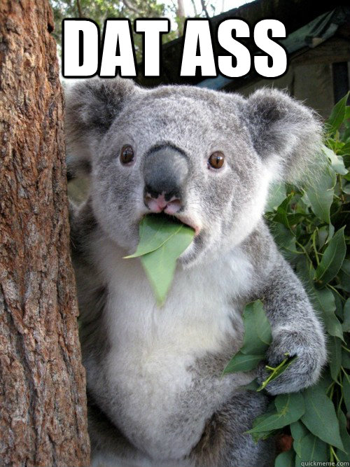 dat ass  - dat ass   koala bear