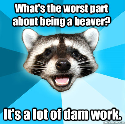 What's the worst part about being a beaver? It's a lot of dam work.  Lame Pun Coon