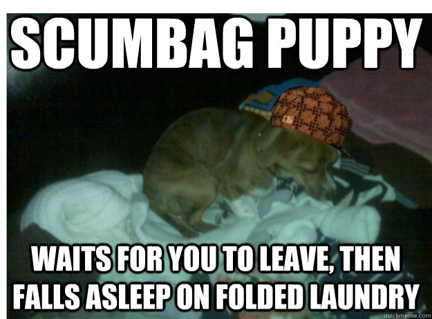 Scumbag Puppy waits for you to leave, then falls asleep on folded laundry  