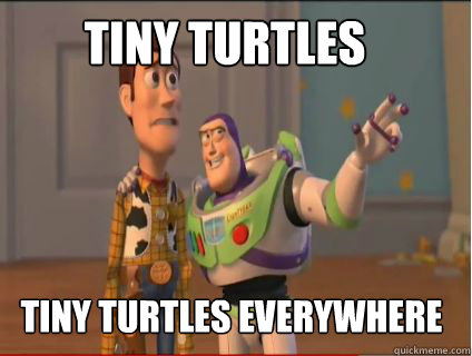 Tiny Turtles Tiny turtles everywhere  woody and buzz