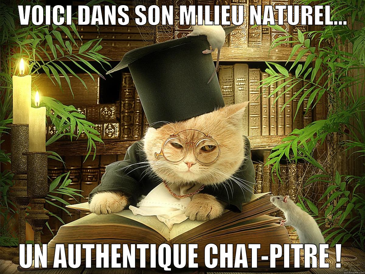     VOICI DANS SON MILIEU NATUREL...     UN AUTHENTIQUE CHAT-PITRE ! Misc