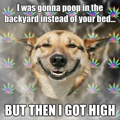 I was gonna poop in the backyard instead of your bed... BUT THEN I GOT HIGH  Stoner Dog