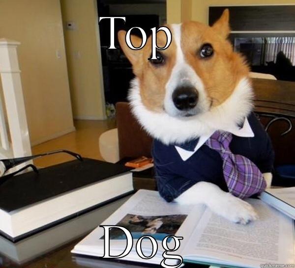 TOP  DOG Lawyer Dog