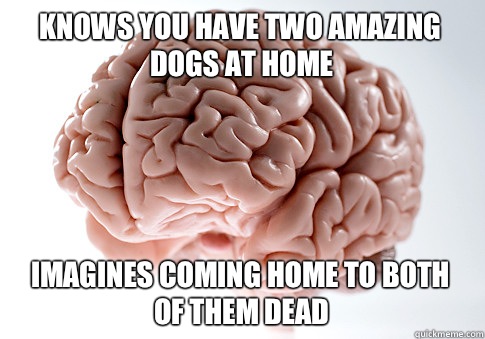 KNOWS YOU HAVE TWO AMAZING DOGS AT HOME IMAGINES COMING HOME TO BOTH OF THEM DEAD    Scumbag Brain