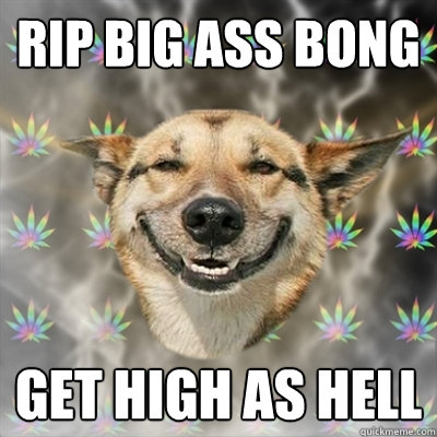 rip big ass bong get high as hell - rip big ass bong get high as hell  Stoner Dog