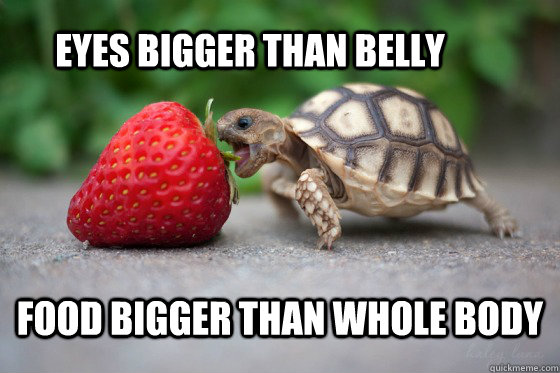 eyes bigger than belly food bigger than whole body  ambitious turtle