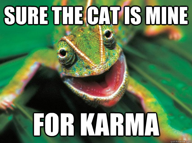 Sure the cat is mine for karma  Karma Chameleon