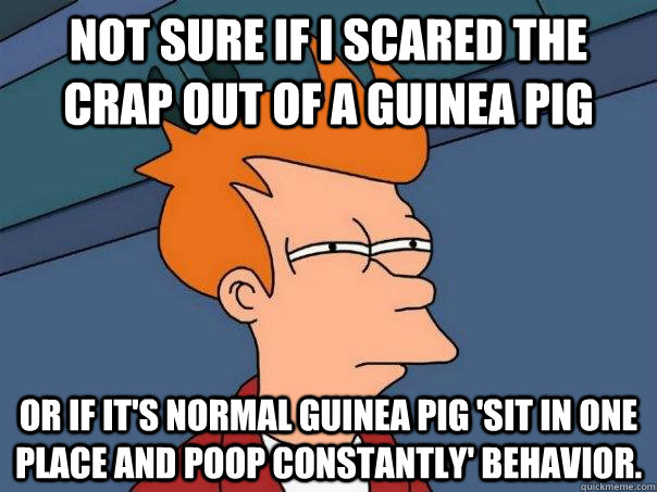 Not sure if i scared the crap out of a guinea pig or if it's normal guinea pig 'sit in one place and poop constantly' behavior. - Not sure if i scared the crap out of a guinea pig or if it's normal guinea pig 'sit in one place and poop constantly' behavior.  Futurama Fry