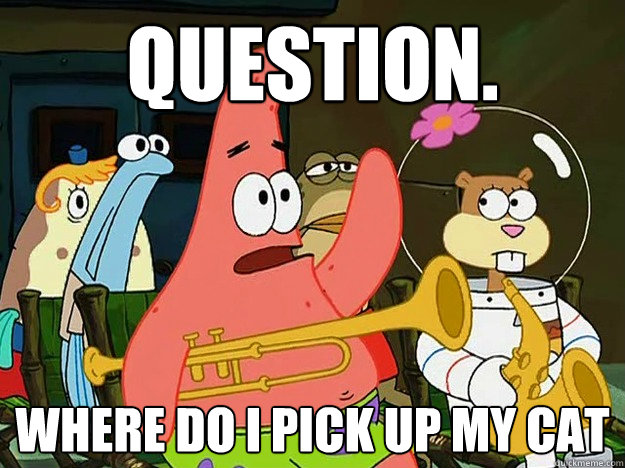 question-where-do-i-pick-up-my-cat-question-asking-patrick-quickmeme