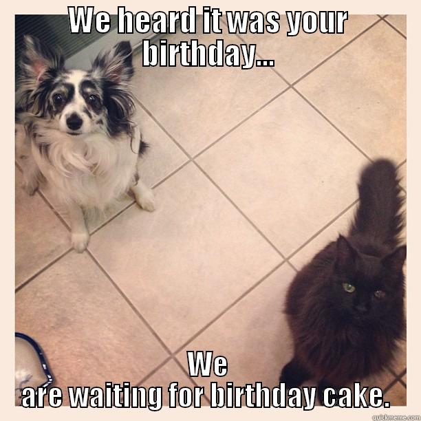 WE HEARD IT WAS YOUR BIRTHDAY... WE ARE WAITING FOR BIRTHDAY CAKE.  Misc