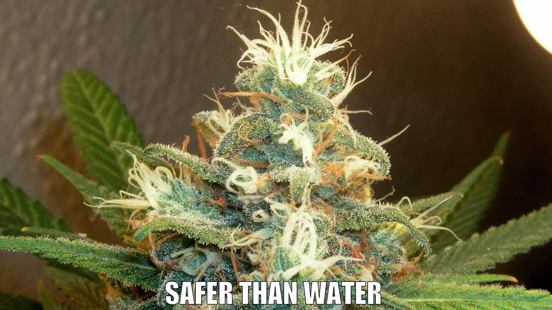 weedos MC -  SAFER THAN WATER Misc