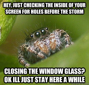 hey, just checking the inside of your screen for holes before the storm closing the window glass? ok ill just stay here a while - hey, just checking the inside of your screen for holes before the storm closing the window glass? ok ill just stay here a while  Misunderstood Spider