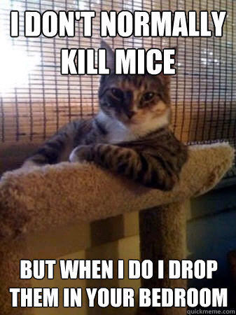 I don't normally kill mice But when I do I drop them in your bedroom  The Most Interesting Cat in the World