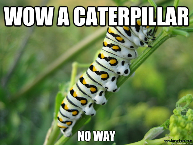 wow a caterpillar no way - wow a caterpillar no way  Reuben the Caterpillar