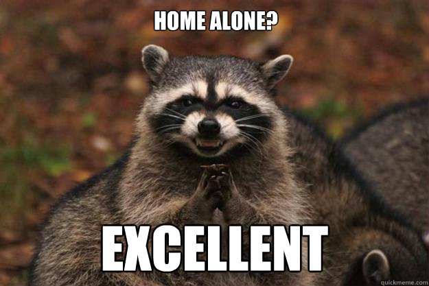 Home alone? Excellent  Evil Plotting Raccoon