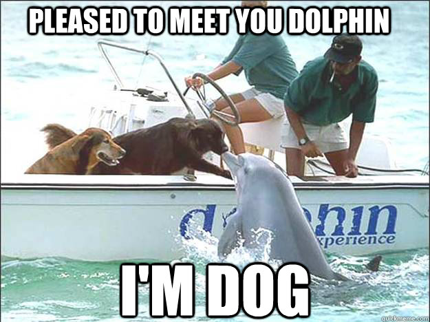 Pleased to meet you dolphin I'm Dog  - Pleased to meet you dolphin I'm Dog   Pleased to meet you