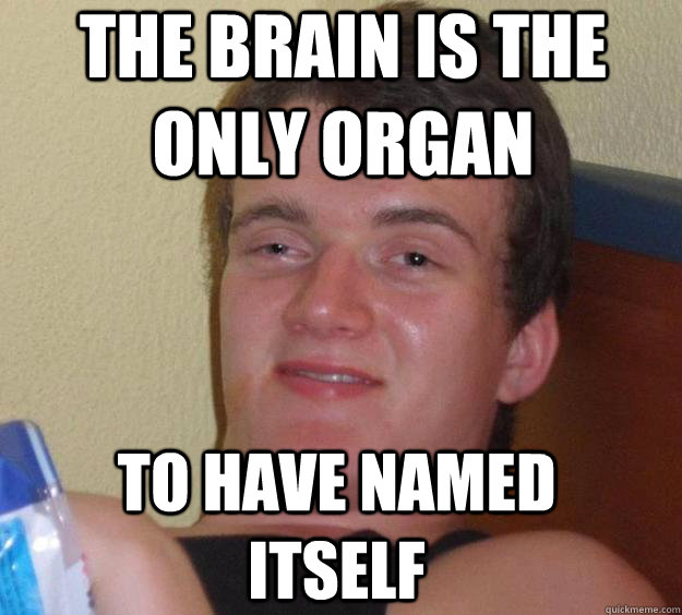 The brain is the only organ to have named itself  10 Guy