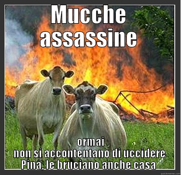 MUCCHE ASSASSINE  ORMAI NON SI ACCONTENTANO DI UCCIDERE PINA, LE BRUCIANO ANCHE CASA  Evil cows