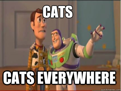 Cats cats everywhere  woody and buzz