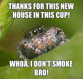 Thanks for this new house in this cup! Whoa, I don't smoke bro!  Misunderstood Spider