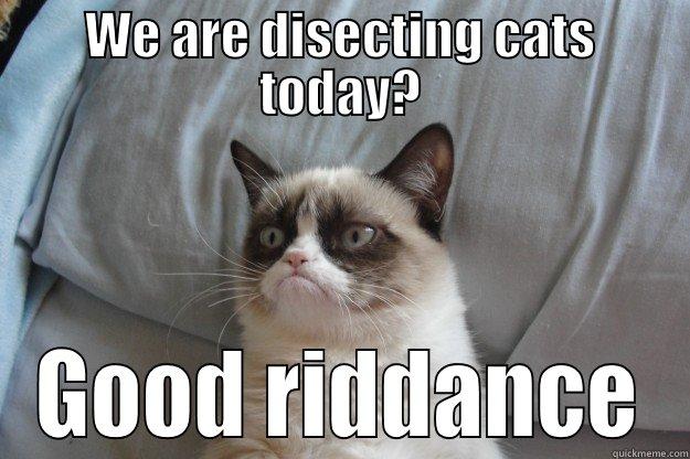 WE ARE DISECTING CATS TODAY? GOOD RIDDANCE Grumpy Cat