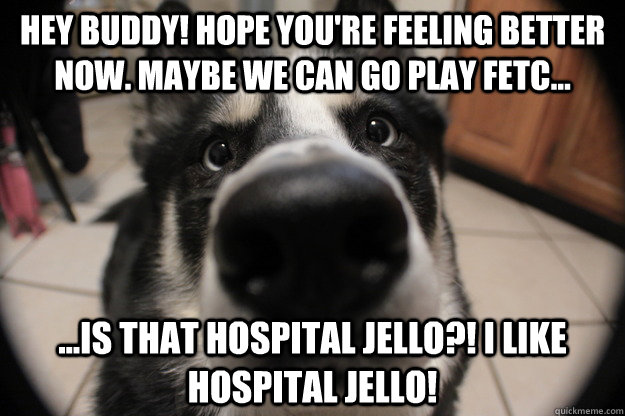 Hey buddy! Hope You're feeling better now. maybe we can go play fetc... ...is that hospital jello?! i like hospital jello! - Hey buddy! Hope You're feeling better now. maybe we can go play fetc... ...is that hospital jello?! i like hospital jello!  Nosey Husky