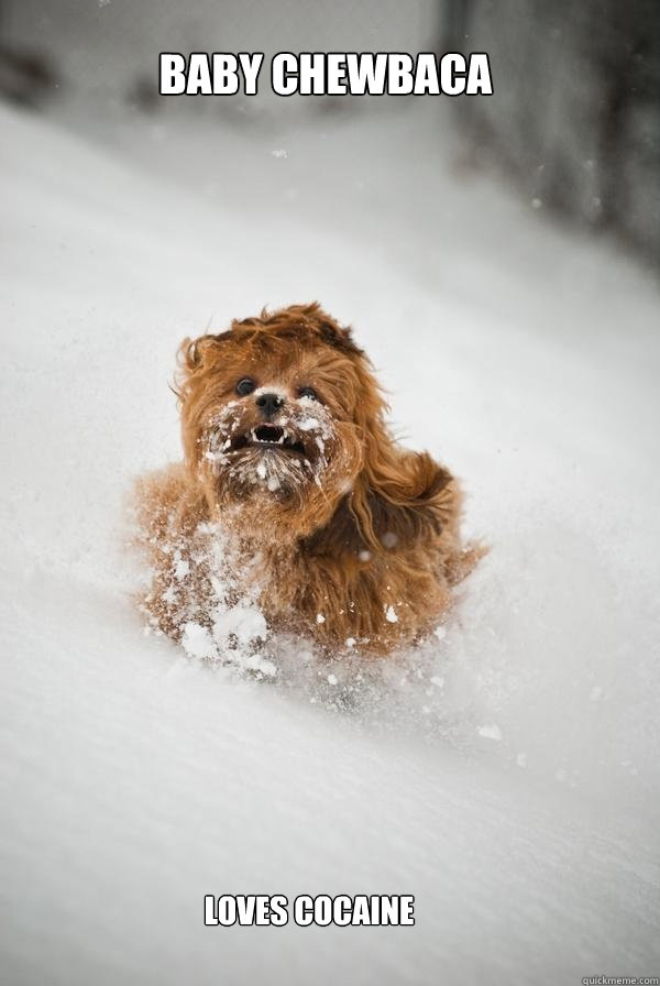 baby chewbaca  LOVES COCAINE  Chewie dog