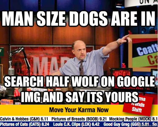 Man size dogs are in search half wolf on google img and say its yours  Mad Karma with Jim Cramer