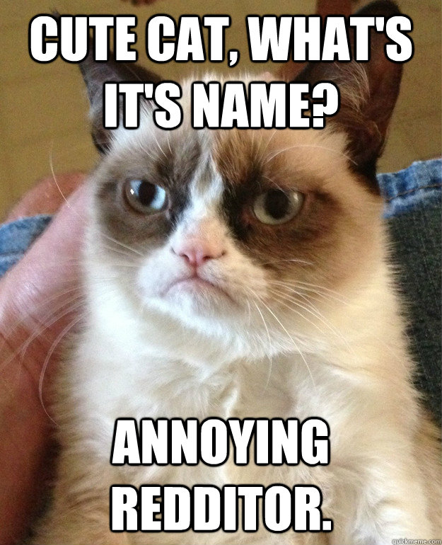 cute cat, what's it's name? Annoying redditor.  Grumpy Cat