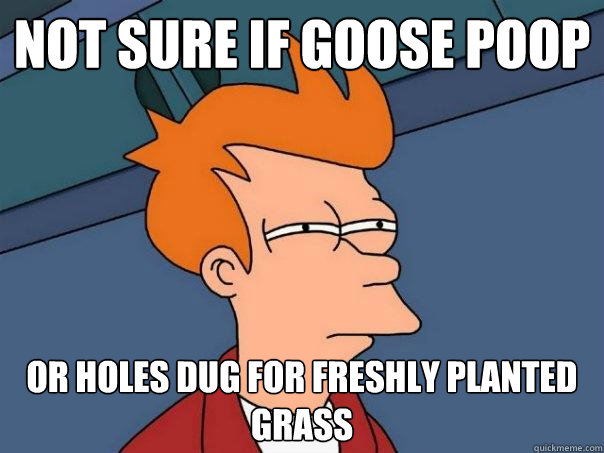 Not sure if goose poop Or holes dug for freshly planted grass  Futurama Fry