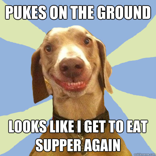 Pukes on the ground Looks like I get to eat supper again  Disgusting Doggy