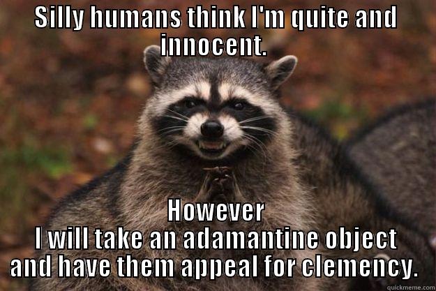 SILLY HUMANS THINK I'M QUITE AND INNOCENT.  HOWEVER I WILL TAKE AN ADAMANTINE OBJECT AND HAVE THEM APPEAL FOR CLEMENCY.  Evil Plotting Raccoon