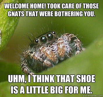 Welcome home! Took care of those gnats that were bothering you. Uhm, I think that shoe is a little big for me.  Misunderstood Spider