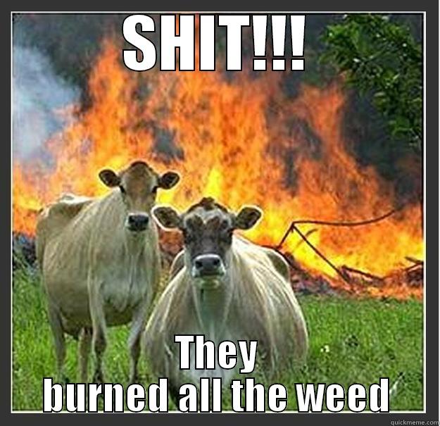 Smoking cows - SHIT!!! THEY BURNED ALL THE WEED Evil cows