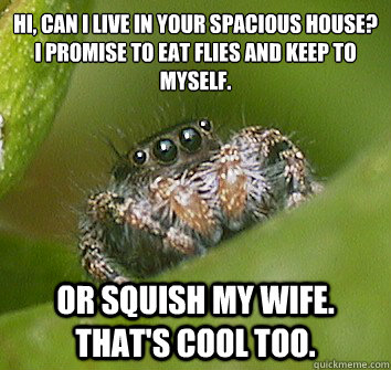 Hi, can i live in your spacious house? I promise to eat flies and keep to myself. Or squish my wife. That's cool too.  Misunderstood Spider