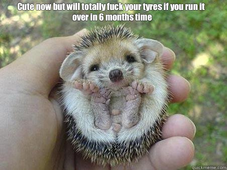 Cute now but will totally fuck your tyres if you run it over in 6 months time  Egel