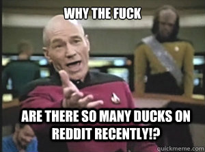 why the fuck are there so many ducks on reddit recently!?  Annoyed Picard