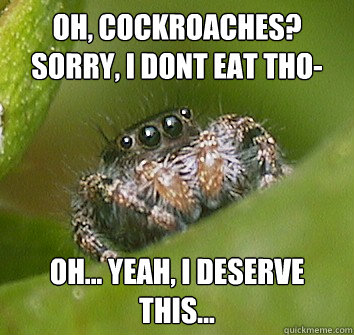 oh, cockroaches? sorry, i dont eat tho- Oh... yeah, i deserve this...  Misunderstood Spider